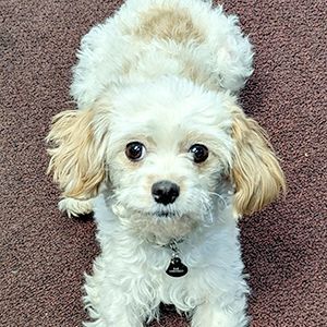 A small white and brown dog is laying on a carpet and looking at the camera.