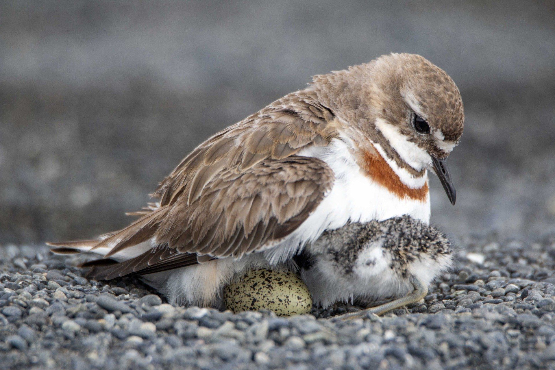 The Plight of the Pohowera Kaikōura’s Banded Dotterel Study