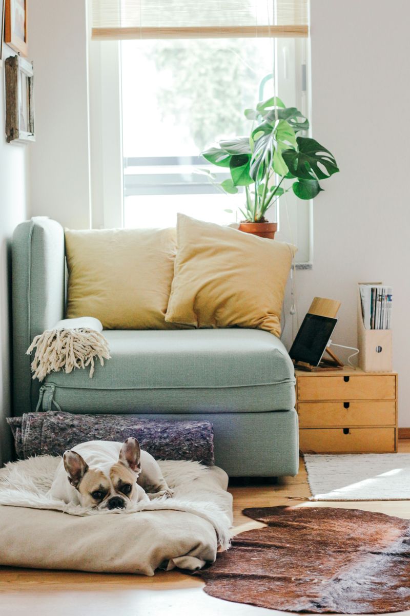 A dog is laying on a dog bed in a living room next to a couch.