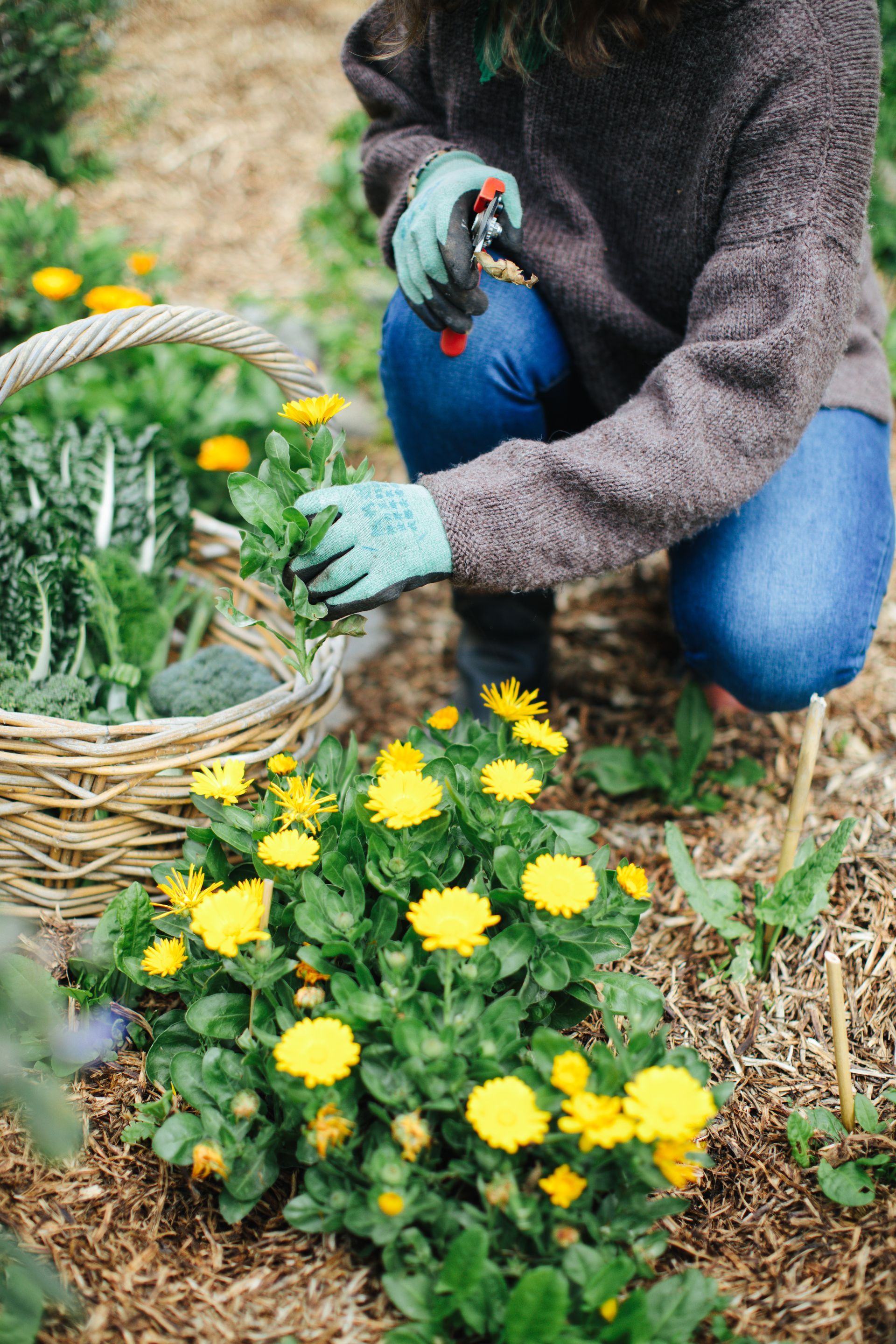 the-garden-never-sleeps-jobs-to-do-in-winter