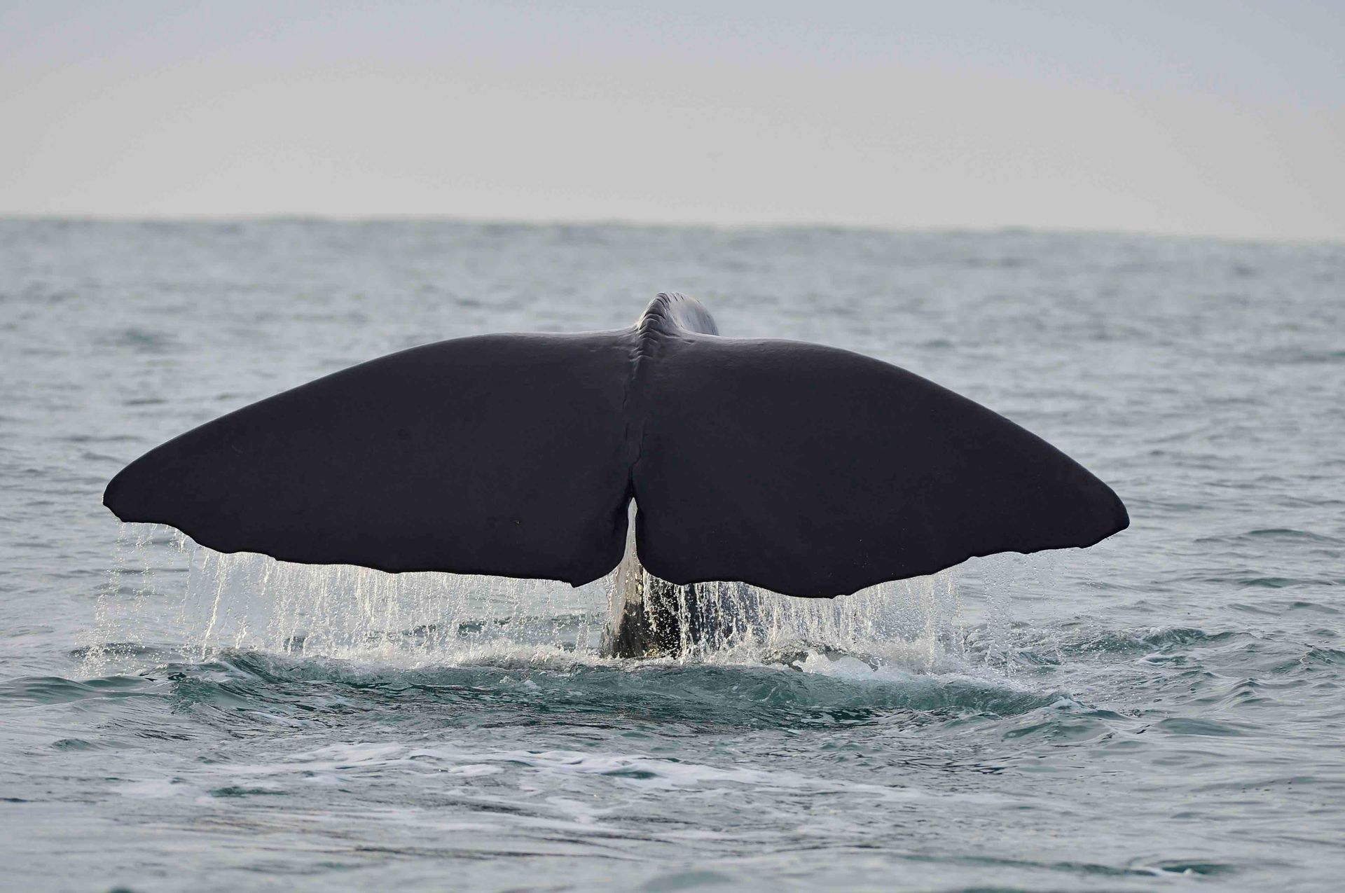 The Gentle Goliath of the Ocean - Sperm Whales Kaikoura