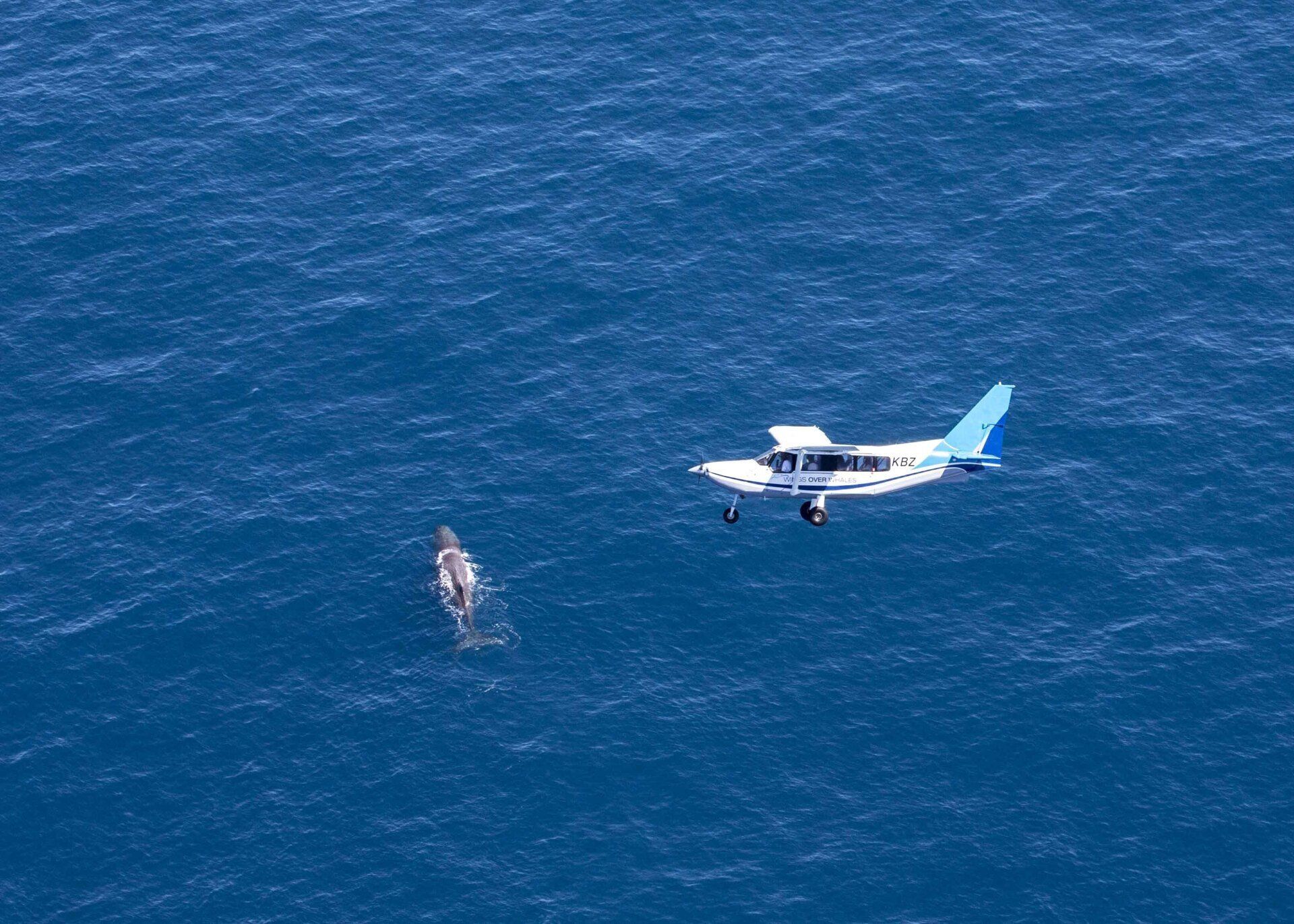 A small plane is flying over a whale in the ocean