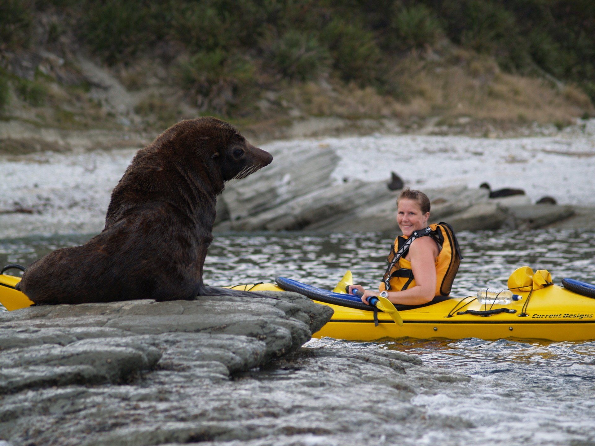 A woman is sitting in a yellow kayak next to a seal.