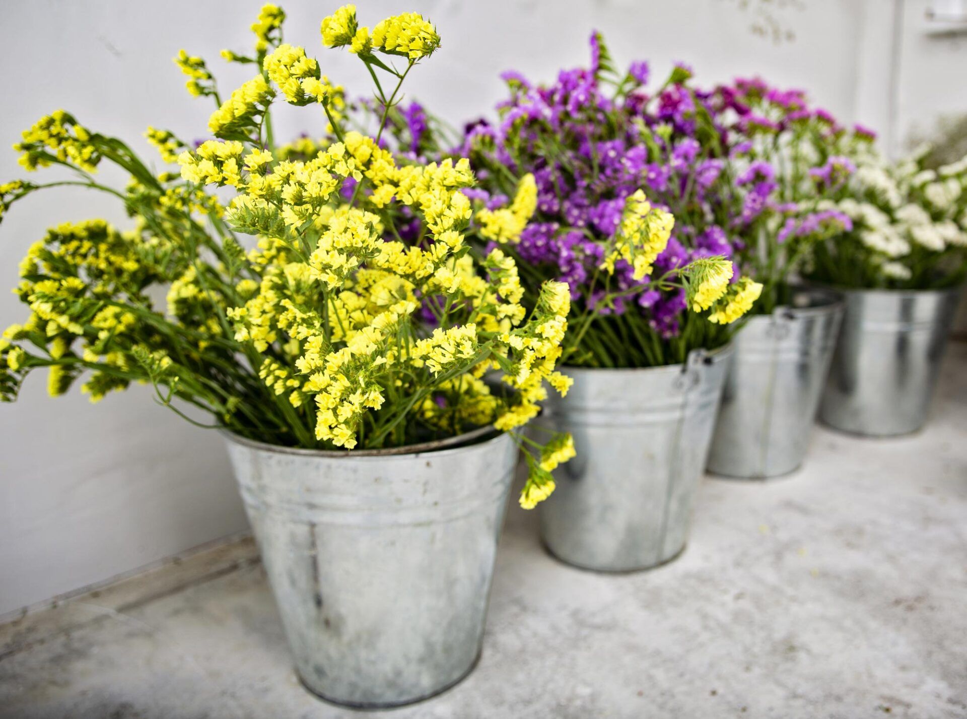 A row of metal buckets filled with yellow and purple flowers.