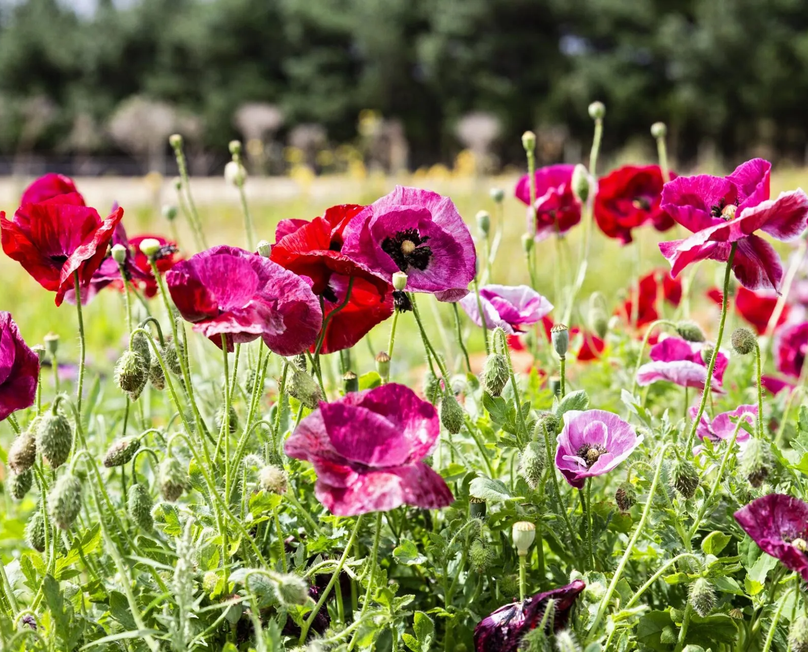 A field of red and purple flowers growing in the grass.