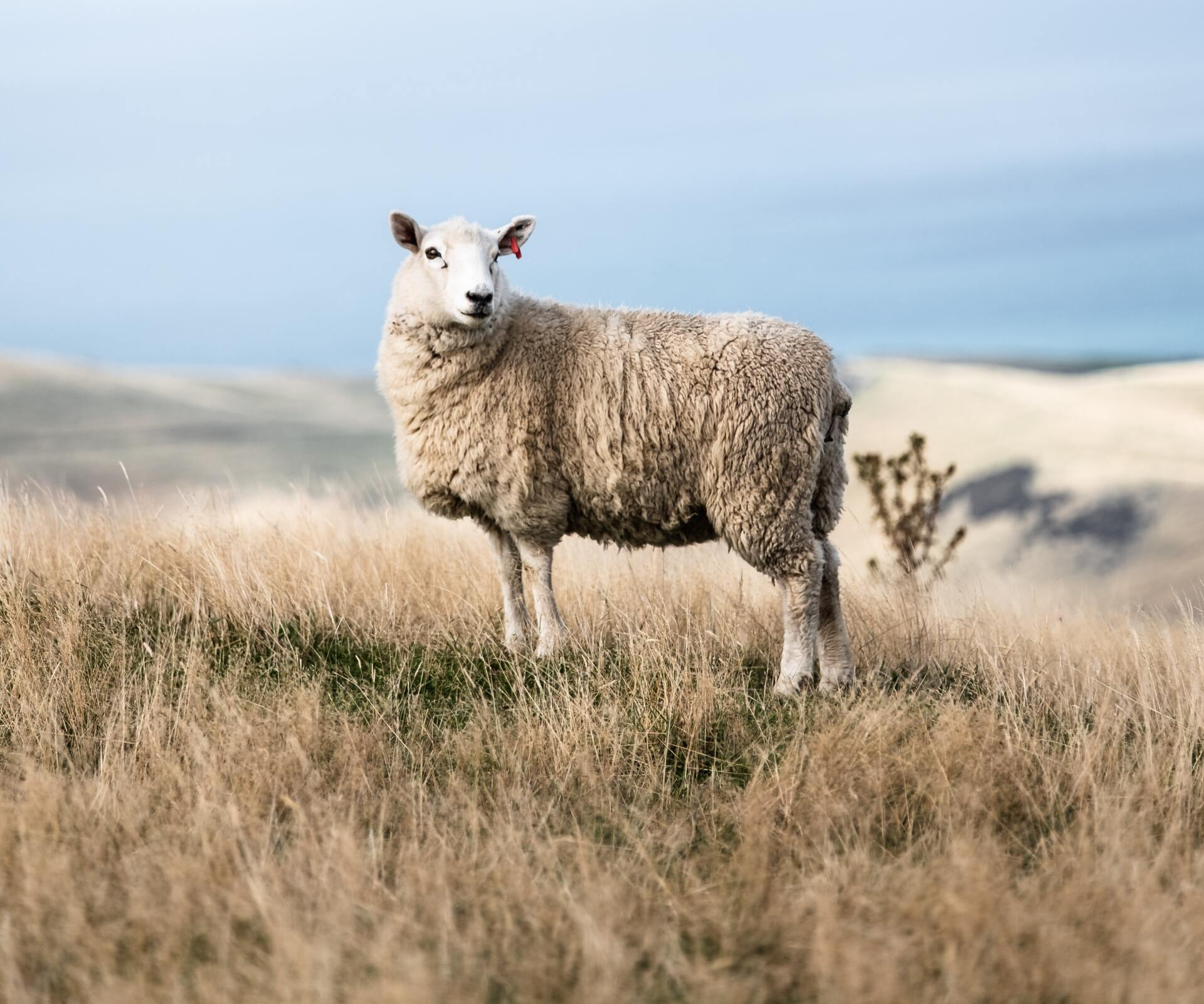 A sheep is standing in a field of dry grass looking at the camera.