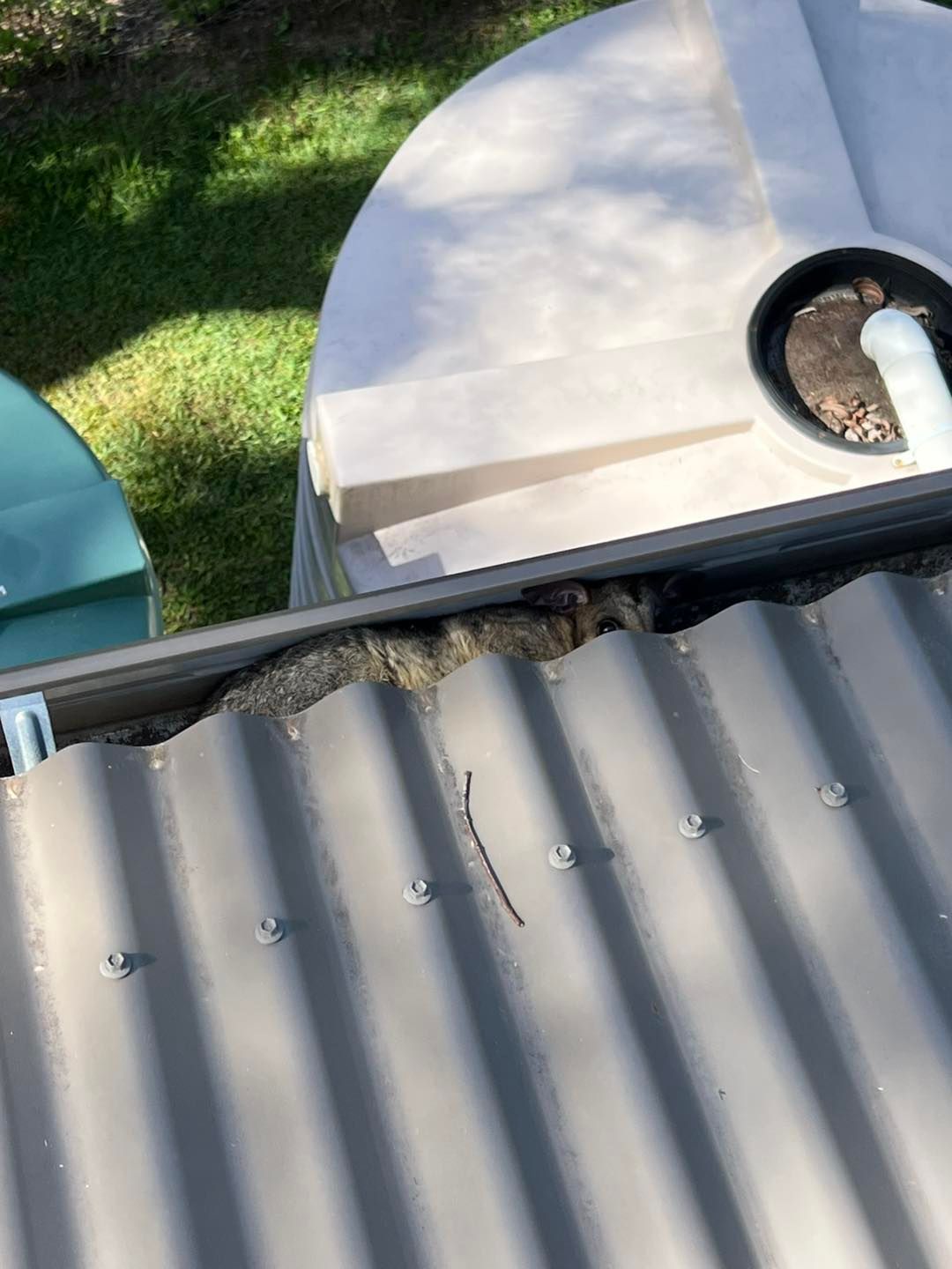 Possum in a Gutter — Simpson's Plumbing & Maintenance Service in Dakabin, QLD