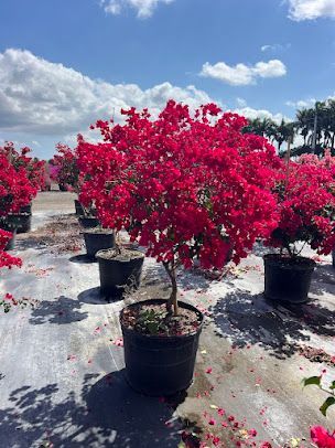 Red bougainvillea tree in a black pot, surrounded by other blooming plants in a sunny nursery.