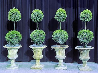 Four topiary trees in urn-shaped planters, each with two spherical green.