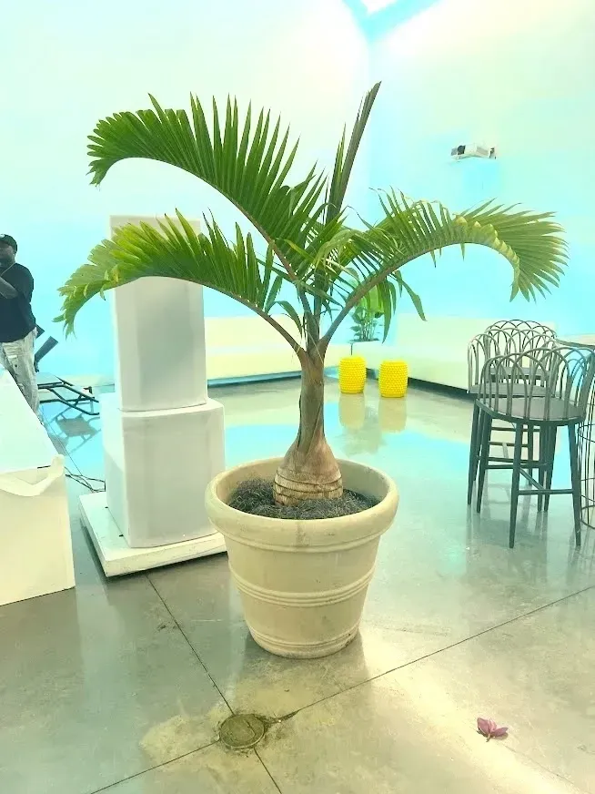 Palm tree in a beige pot, inside a brightly lit room with chairs and a person in the background.