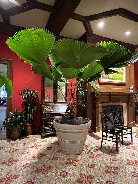 Large potted fan palm in a room with red walls, a fireplace, and patterned rug.