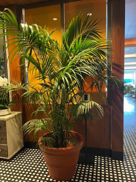 A large potted palm plant in a terra-cotta pot sits on a black and white checkered floor.