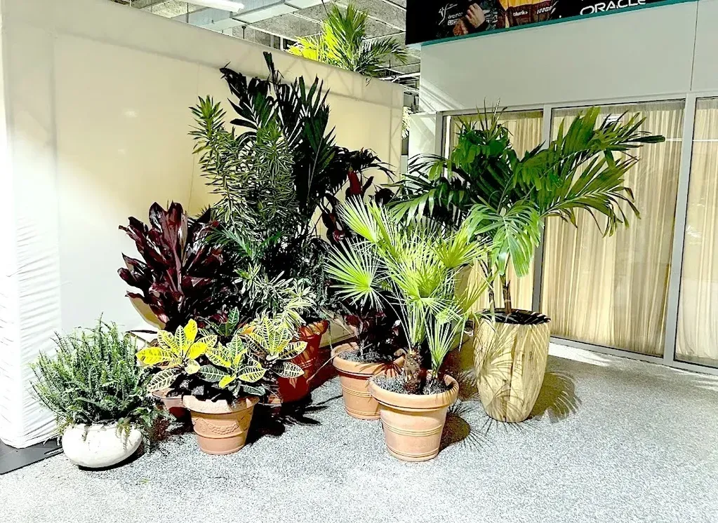 Indoor display of various potted plants on a light carpet, against neutral walls and a bamboo-like screen.