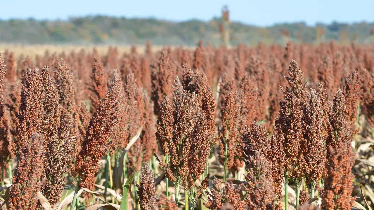 Field of sorghum plants with reddish-brown seed heads, under a blue sky.