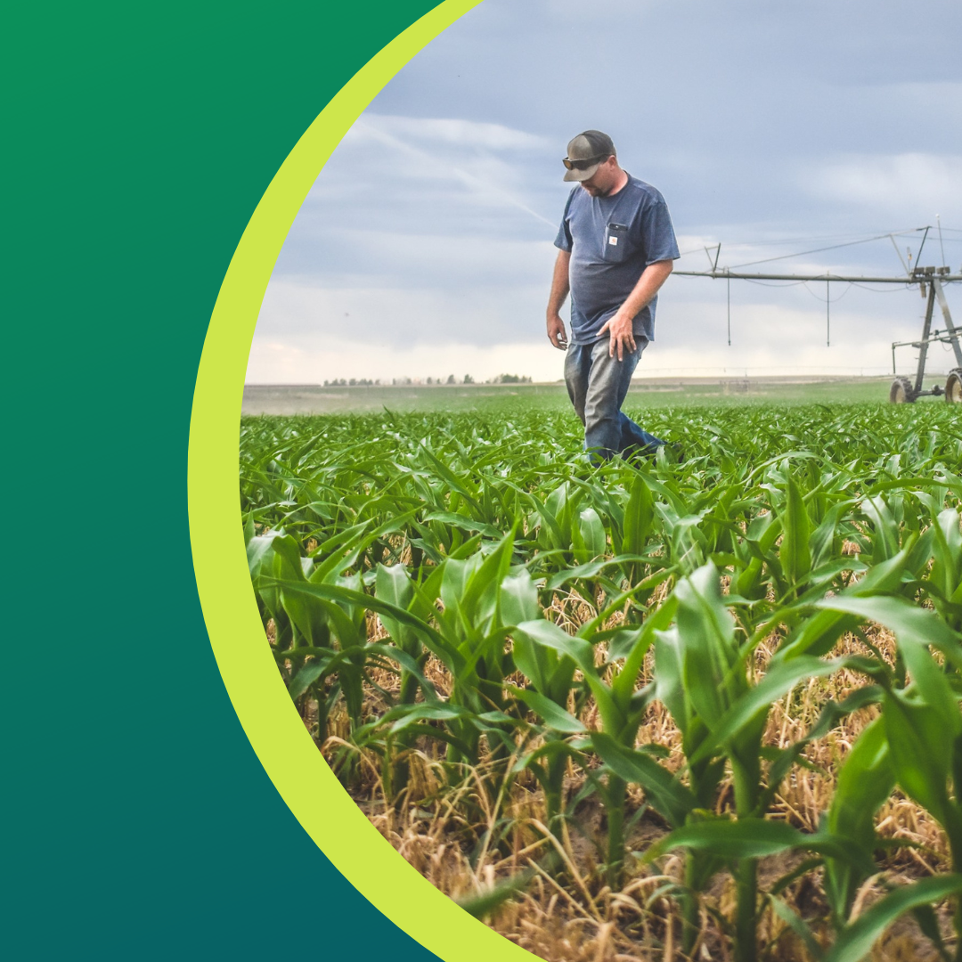 Farmer inspecting cornfield, cloudy sky, irrigation system in background.