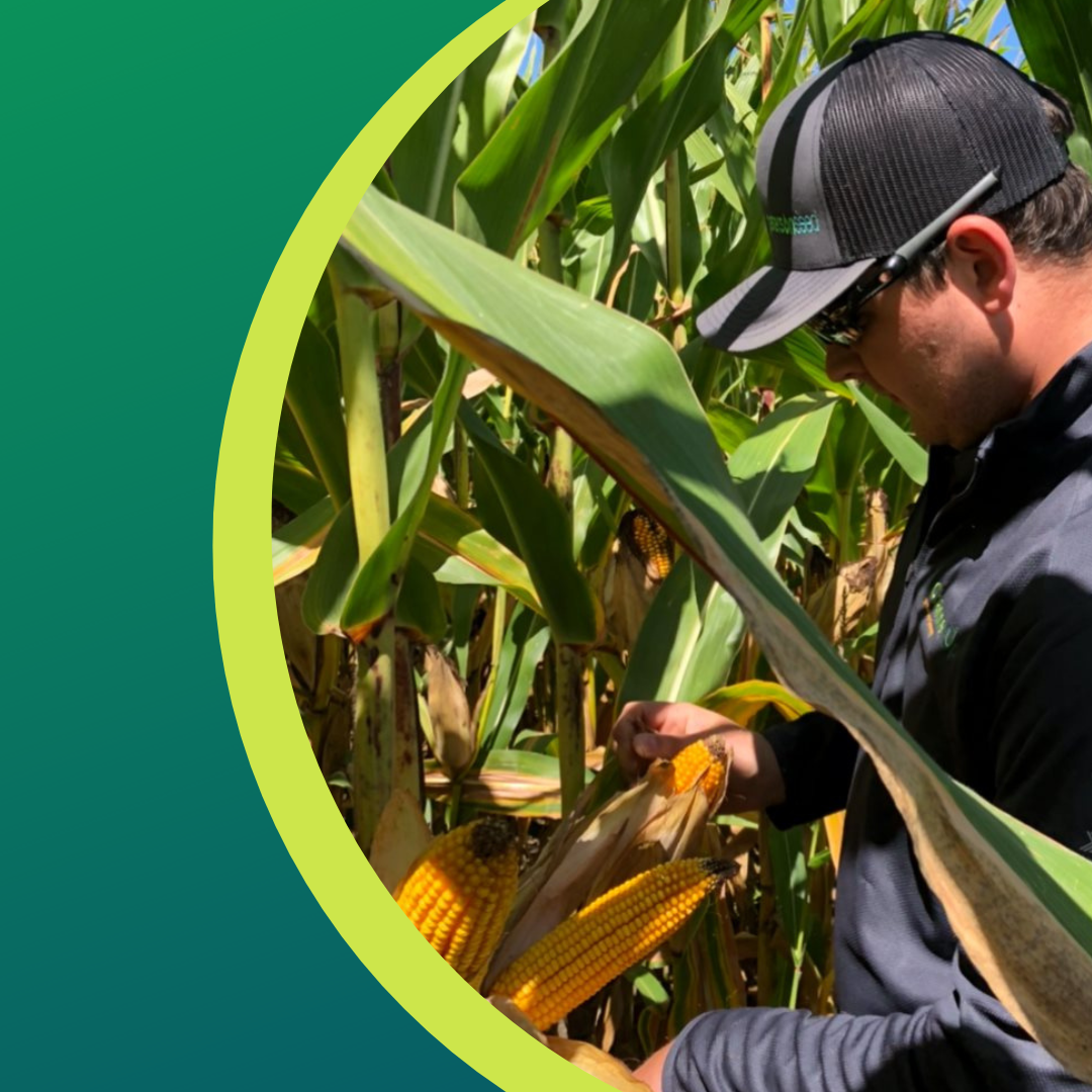 Man in a cornfield inspecting an ear of corn. He is wearing a hat and sunglasses on a sunny day.