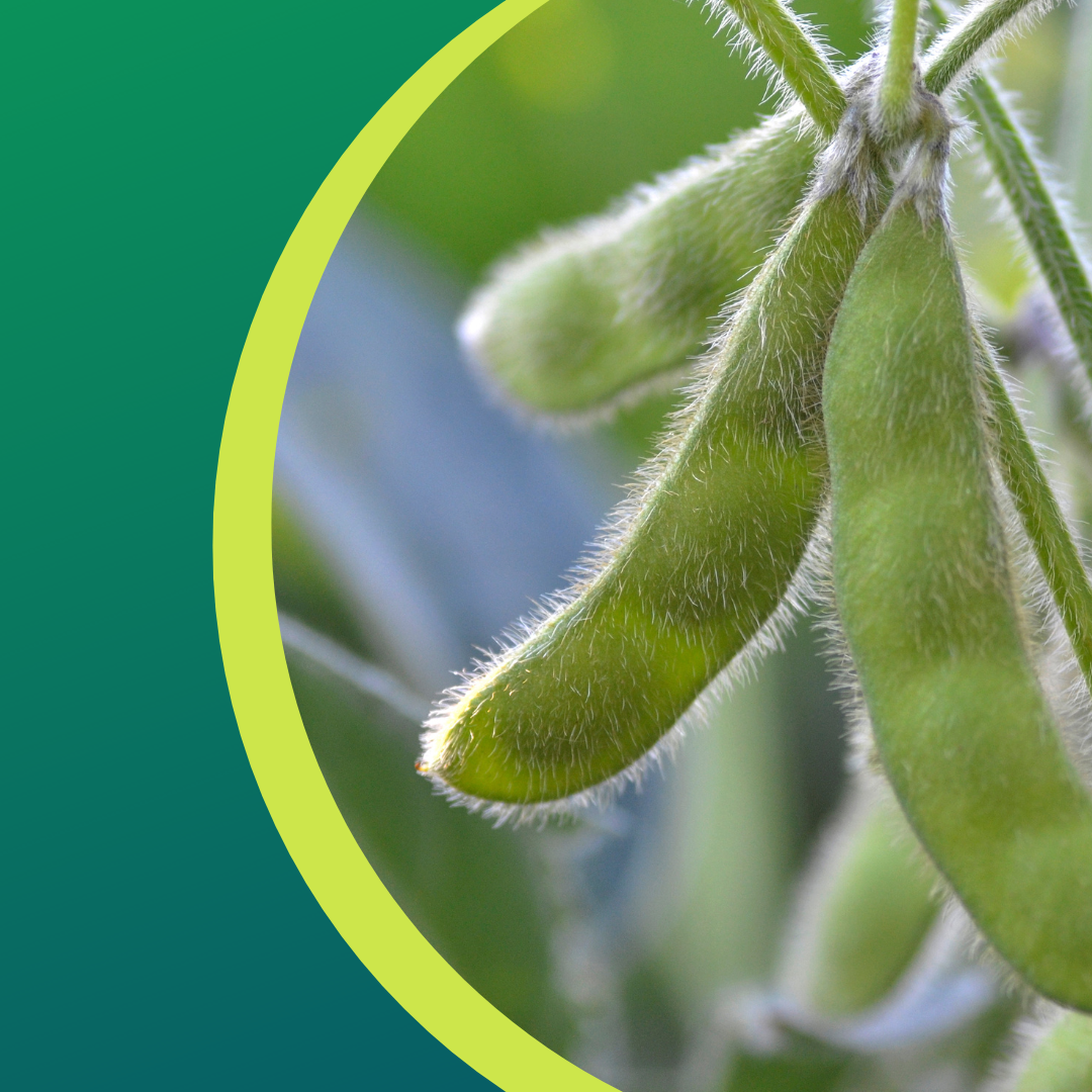 Green soybean pods on a plant, close-up with a blurred background.