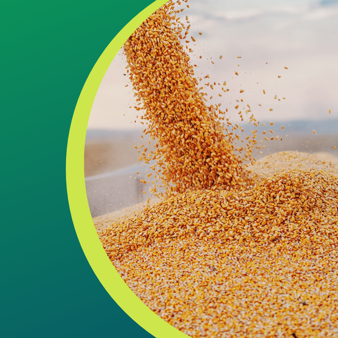 Grain pouring into a pile, close up. Light brown grains with a green and blue background.