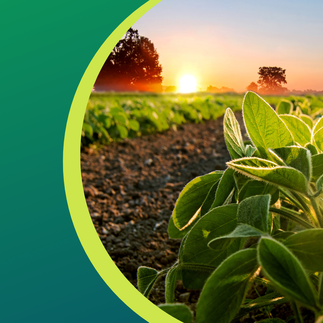 Soybean plants in a field with the sunrise in the background, green and brown tones.