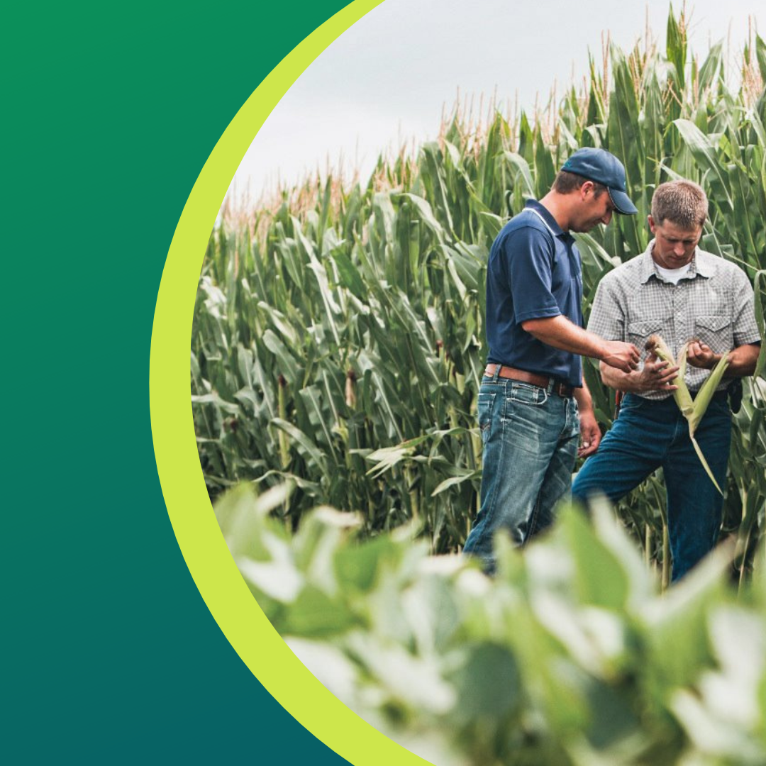 Two men in a cornfield examining crops; one is wearing a blue hat.