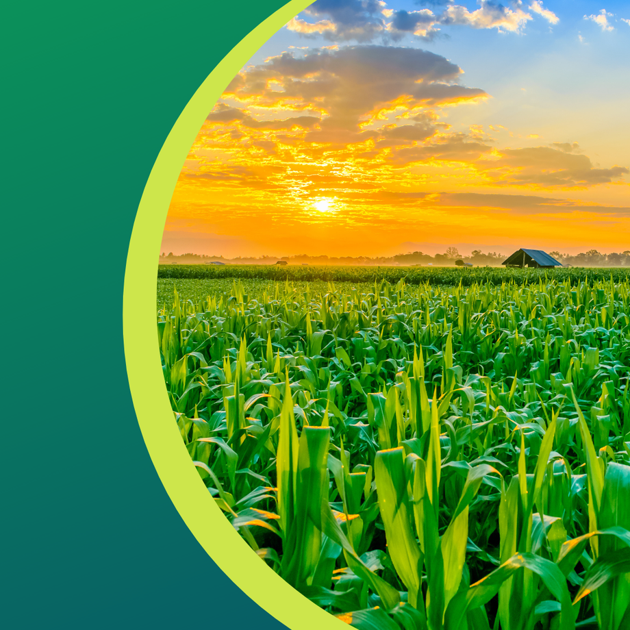 Cornfield at sunset with golden sky and green crops.