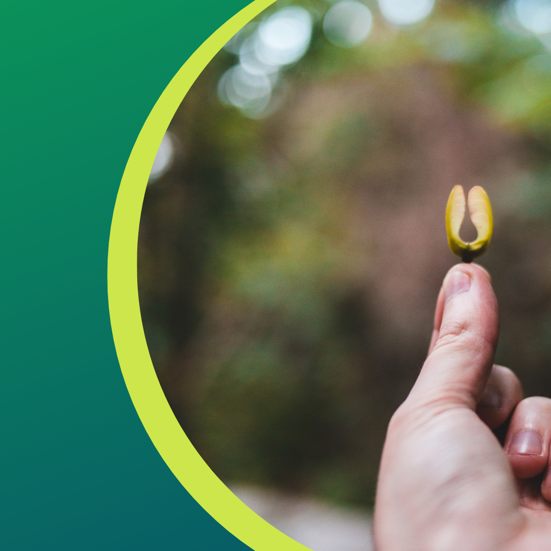 Hand holding a seed pod against a blurred green background.