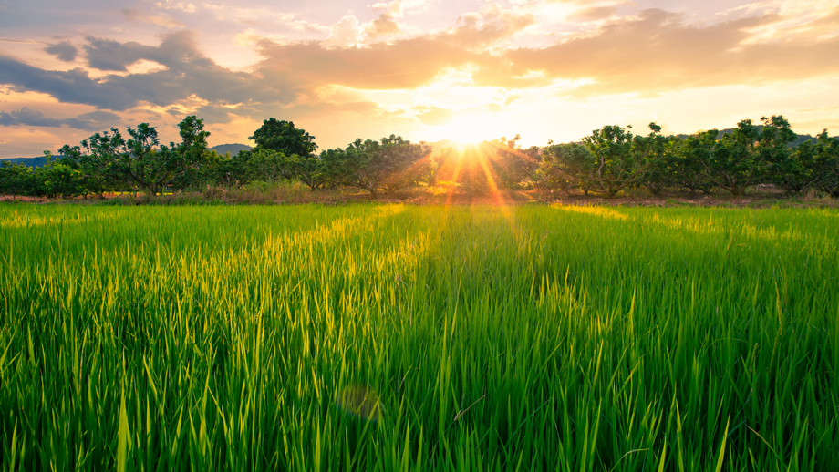 Green rice field bathed in sunlight at sunset. Trees line the horizon, golden sky.