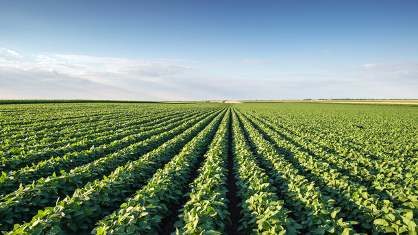 Rows of green crops stretch across a sunny field under a blue sky.