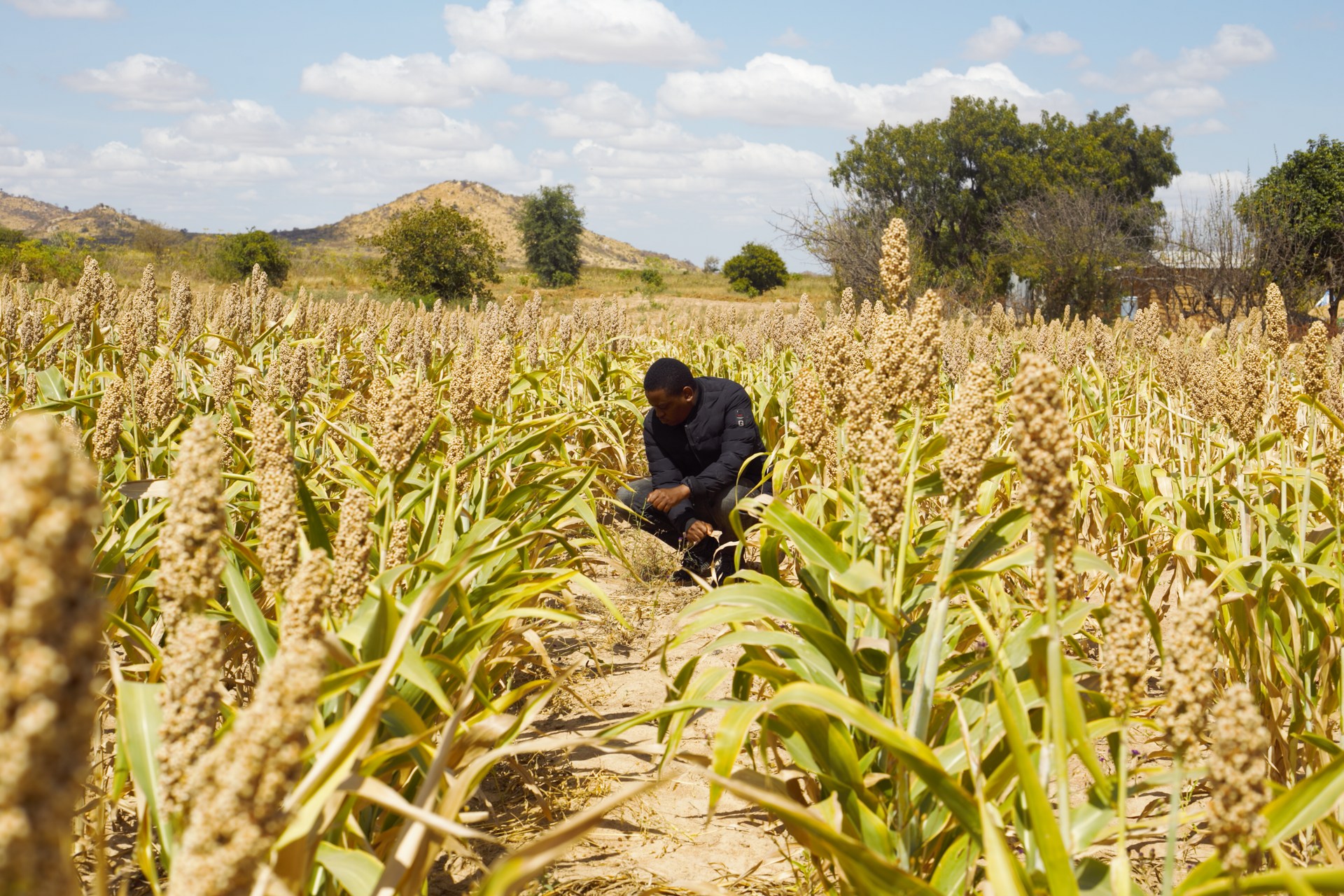 Man inspecting a field of ripe grain in a sunny, rural setting with a blue sky.