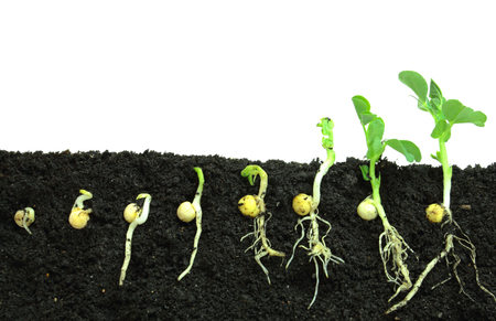 Stages of pea plant germination, from seed to seedling with roots and leaves in dark soil.