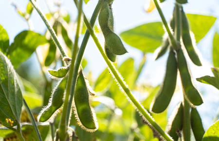 Soybean pods growing on a plant, backlit by the sun.
