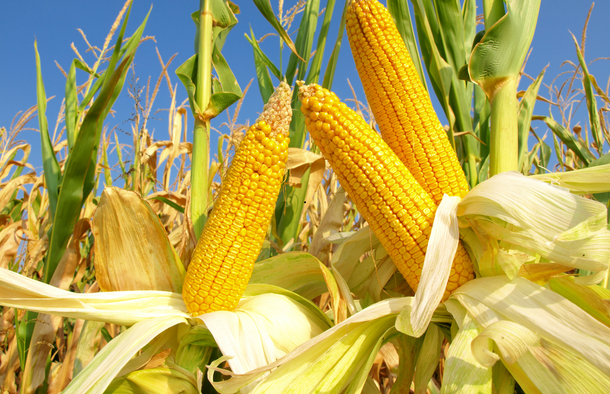 Ripe corn cobs in field, yellow kernels and green husks, under blue sky.