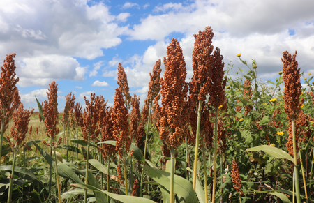 Field of reddish-brown sorghum plants under a blue sky with fluffy white clouds.