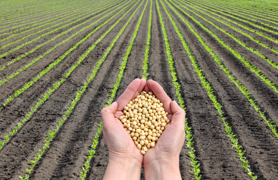 Hands holding soybeans, rows of young plants in a field.