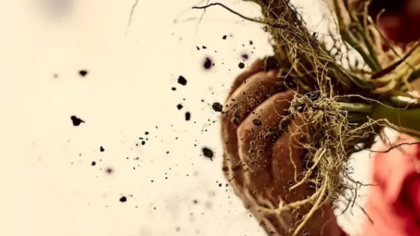 Close-up of a hand holding a plant, soil and roots flying away.