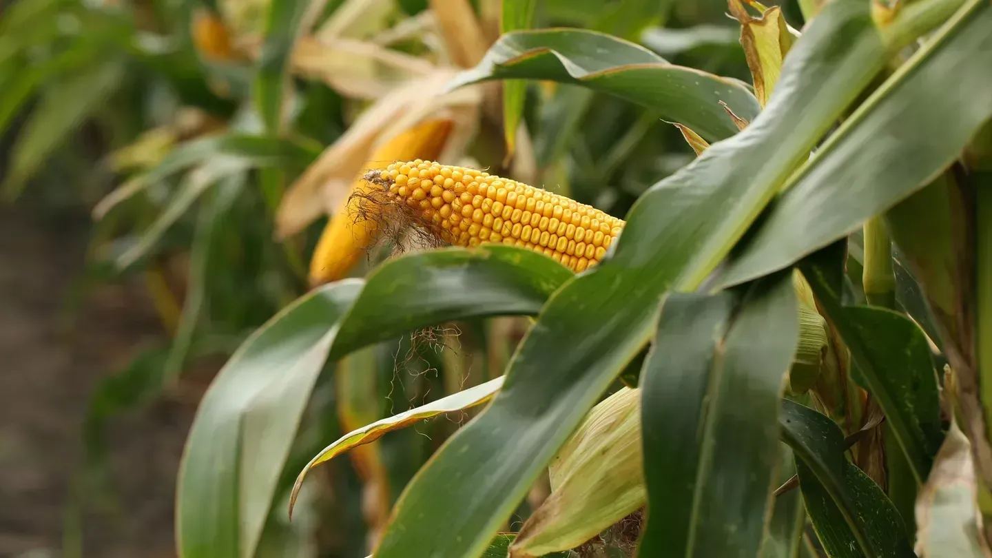 A close-up of a ripe corn cob, surrounded by green leaves in a field.