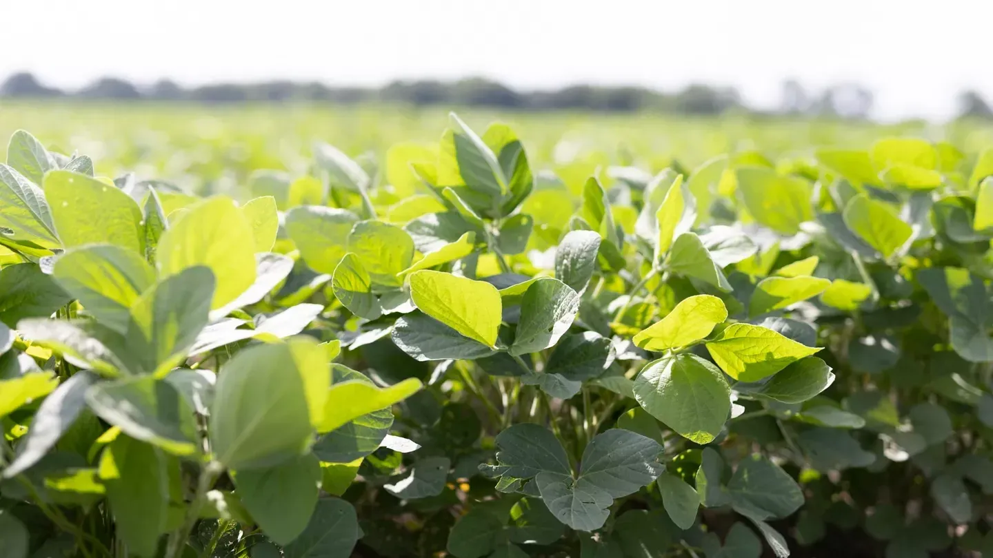 Green soybean plants growing in a field, sunny day.