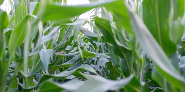 Close-up of green corn stalks and leaves, showing the plant's structure in a field.
