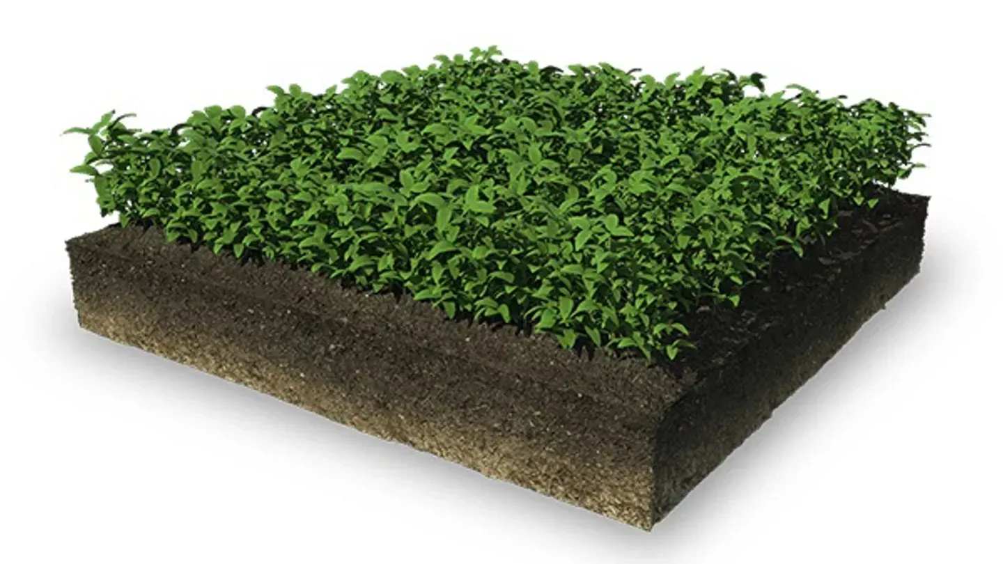 A square of earth with grass and plant growth. Brown soil layers and green plants.