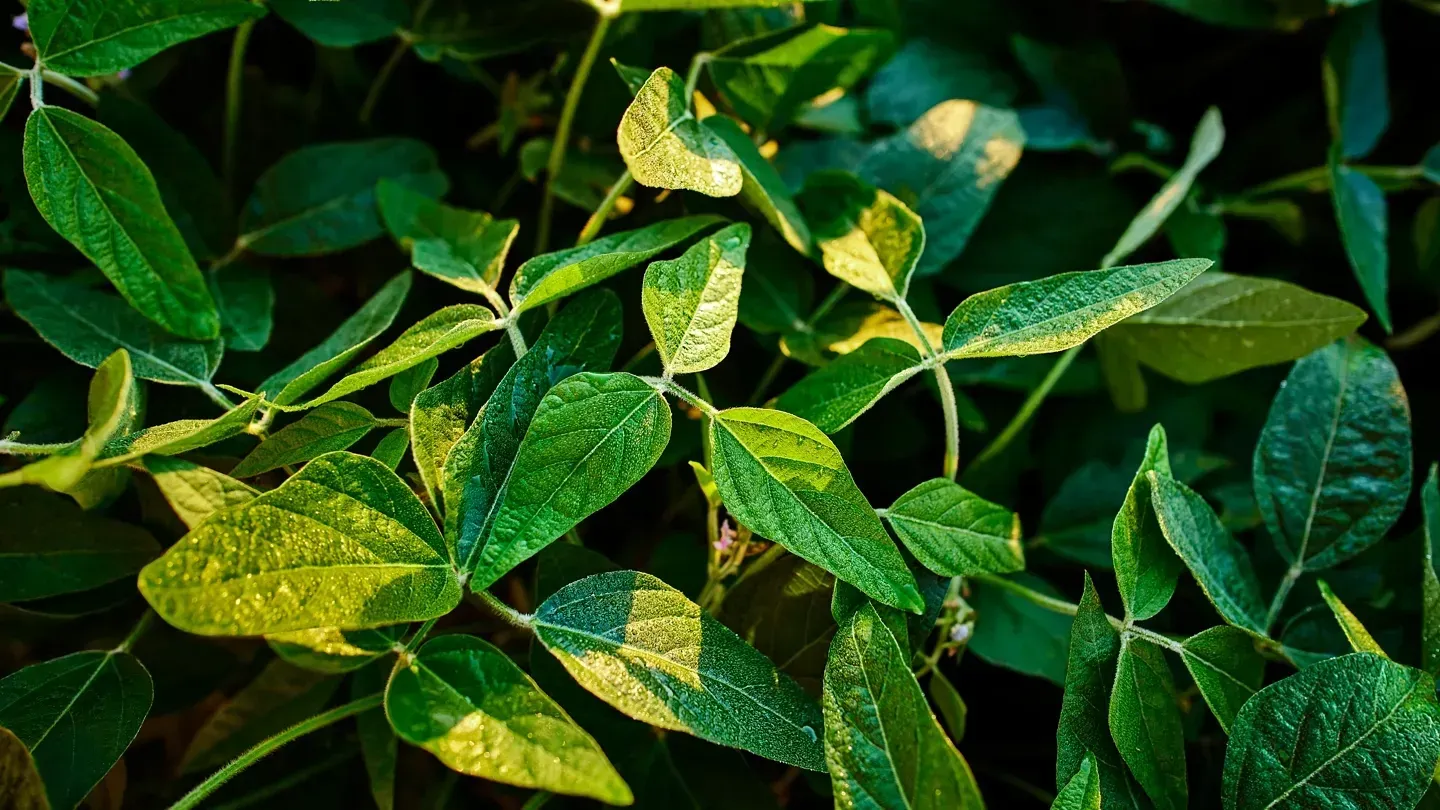 Green soybean leaves in sunlight.