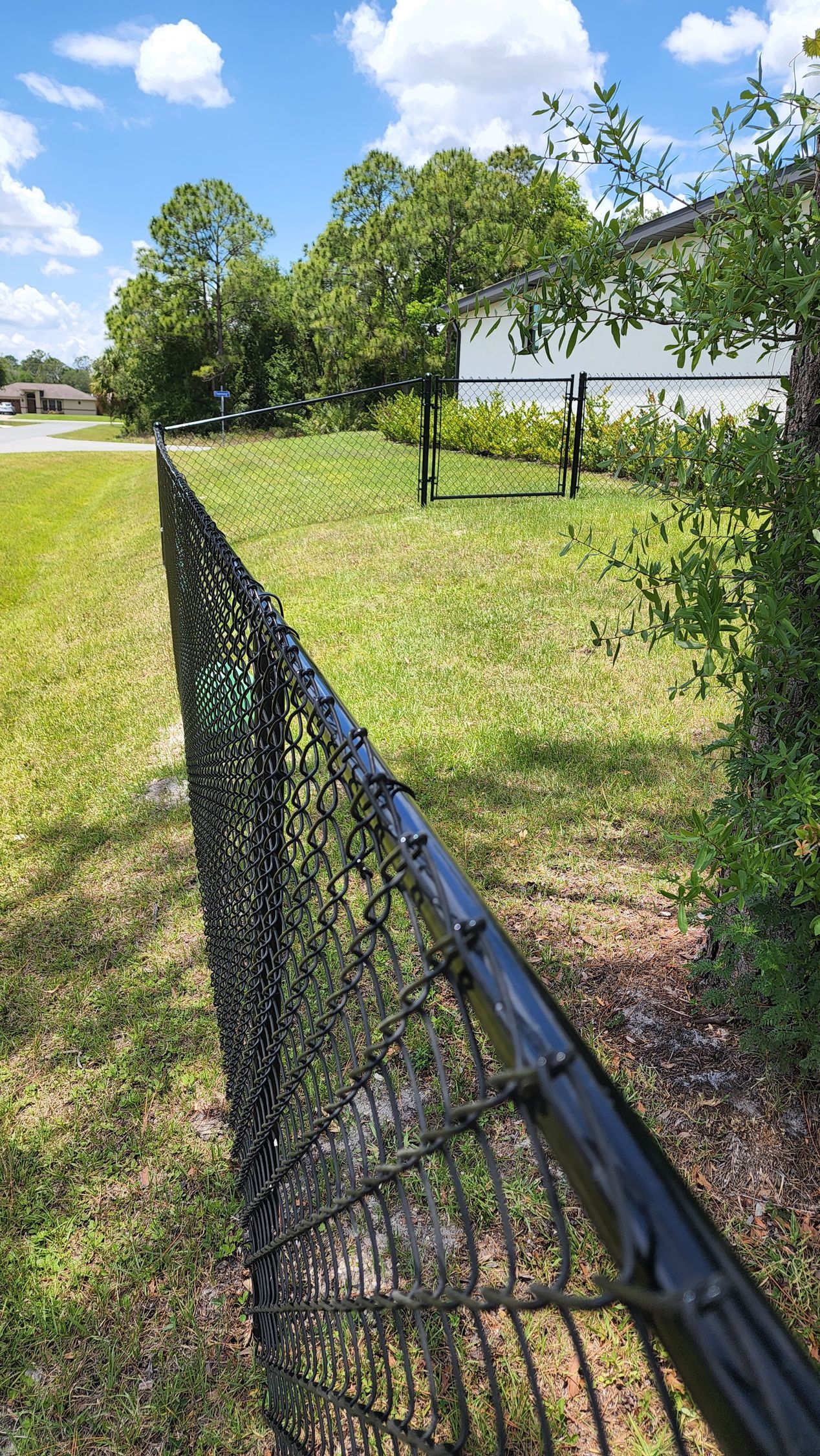 Black chain-link fence bordering a grassy yard under a blue sky, trees in the background.