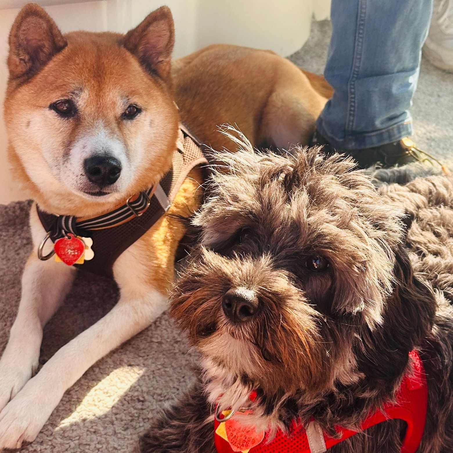 Rafi and Lola