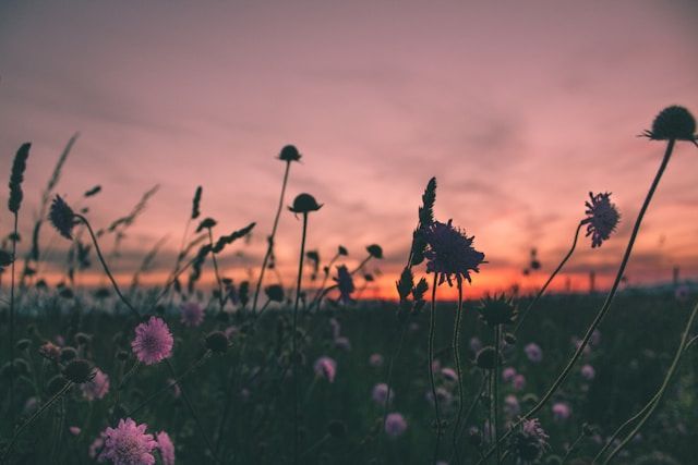 Chanhassen, MN cremation