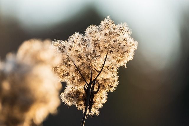 cremation in Shakopee, MN