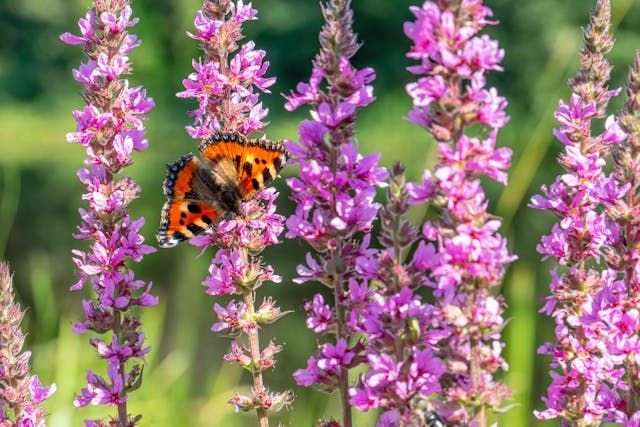 cremation services Chaska, MN