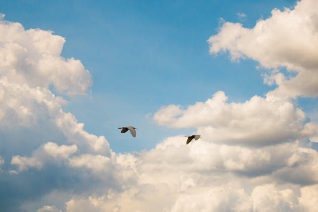 cremation services Savage, MN