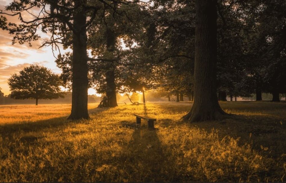 Golden sunlight through the trees creates a peaceful setting for cremation services Savage, MN