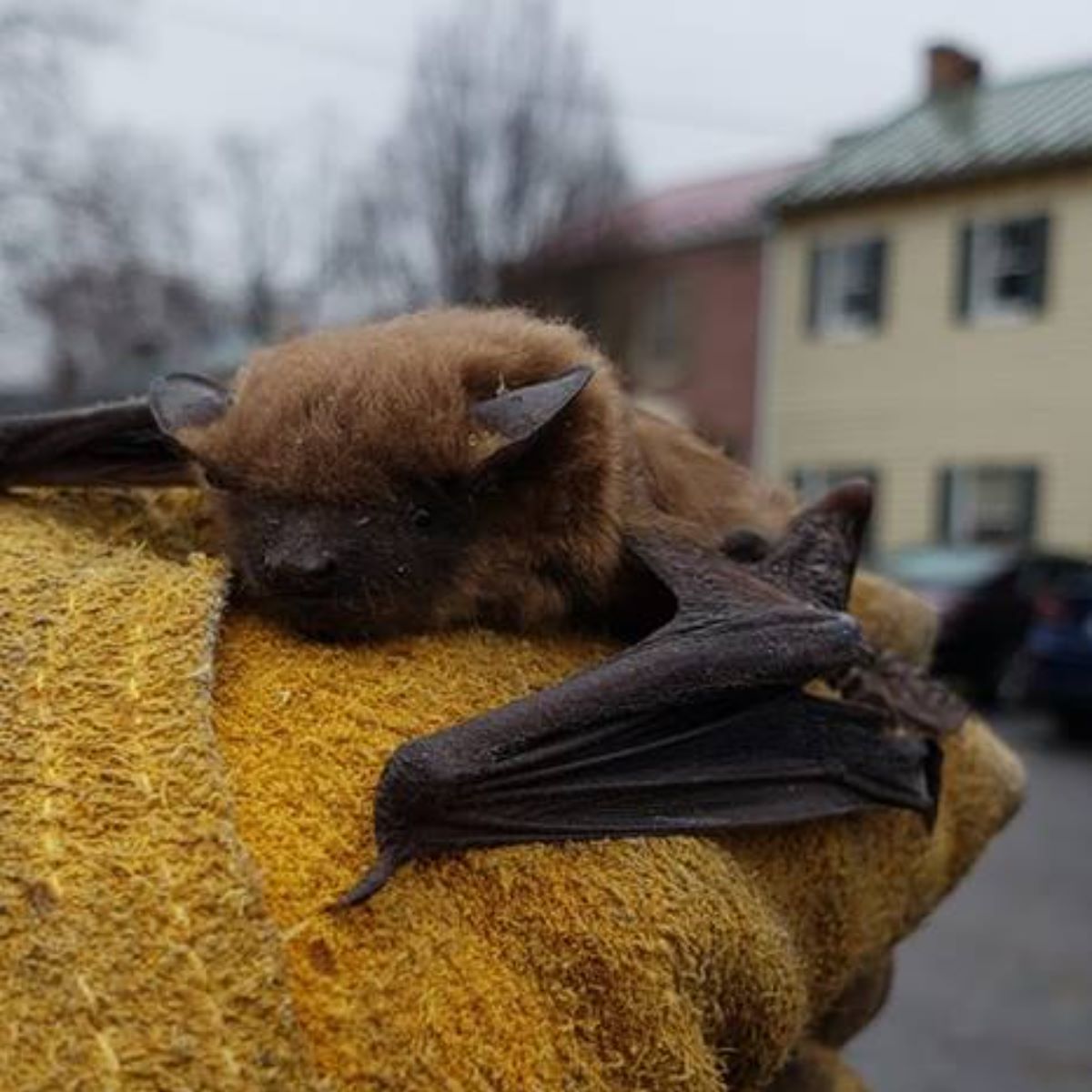 Brown bat resting on a yellow gloved hand with buildings in the background.