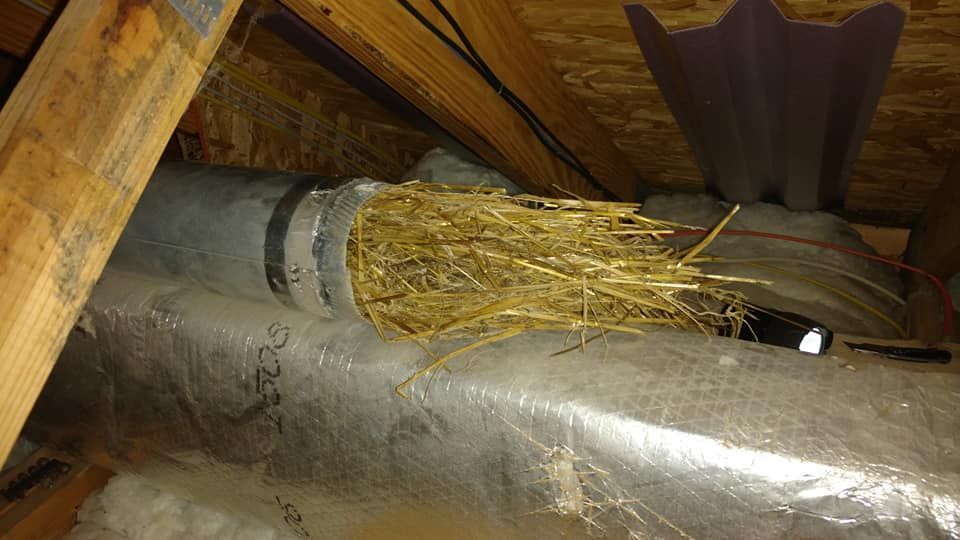 Nest of straw-like material protruding from ductwork in an attic, between wooden beams.