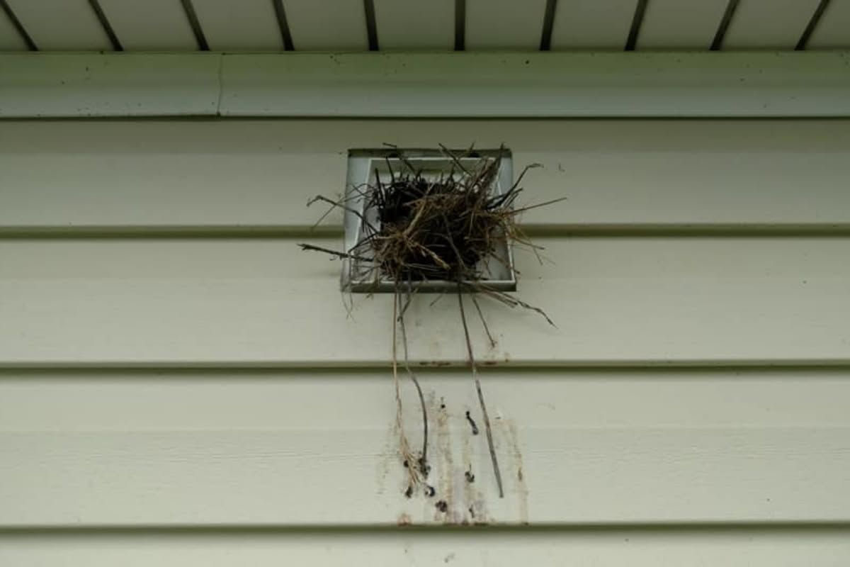 Bird nest built inside a rectangular vent on a cream-colored house siding.